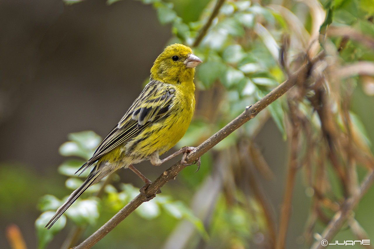Tropical Birds